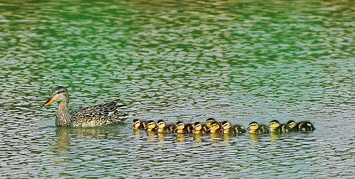 《中世纪王朝》即将引入面粉革命 游戏周末特惠开启